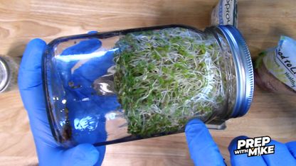 The EASIEST way to grow sprouts and harvest your own LIVE FOOD mineral supplements